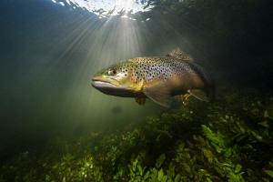 Brown Trout on the iconic UK chalk stream - the river   Test by Paul Colley 